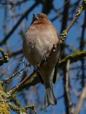 fink bird tree