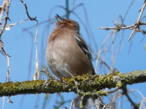 fink bird tree