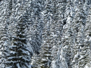 fir firs trees