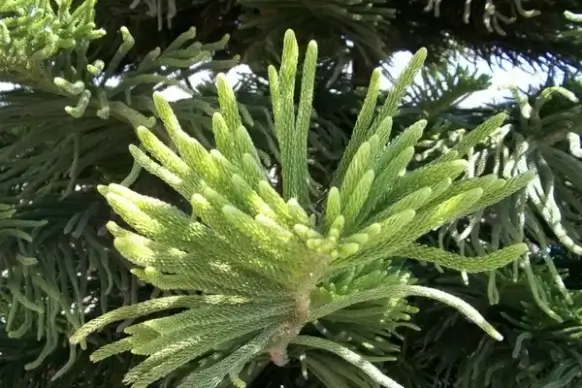 fir stem