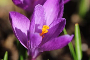 first flowers of spring 2015