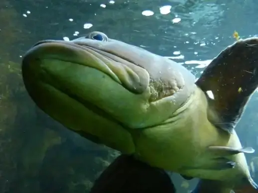 fish perch animal