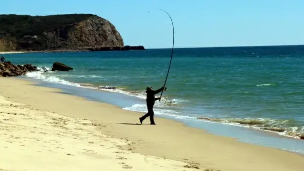 fish sea catch fish