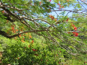 flamboyant tree flowers