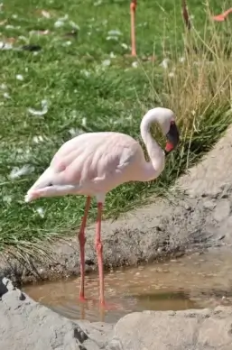 flamingo pink bird