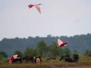 flamingos flight fly