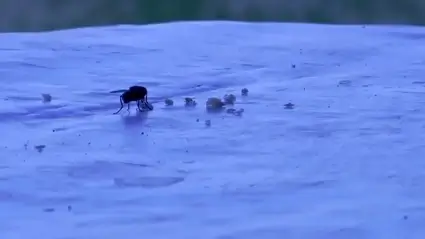 Flies