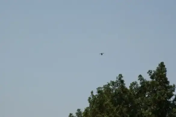 flight of a bumblebee