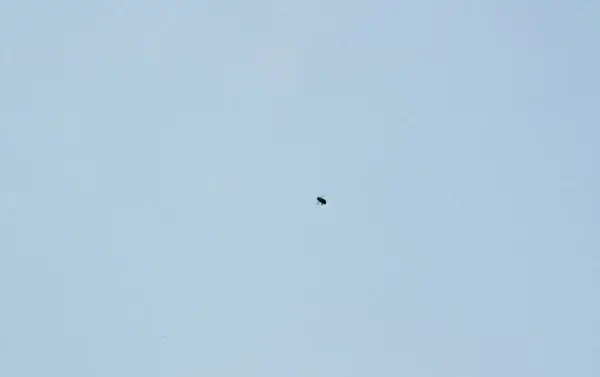 flight of a bumblebee