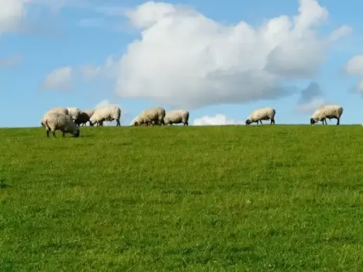 flock of sheep sheep rh