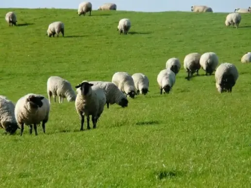 flock of sheep sheep rh