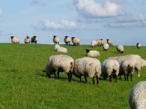 flock of sheep sheep rh