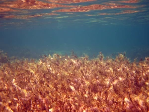 flora marine ocean