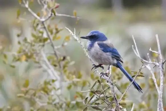 cute little blue bird perching on tree