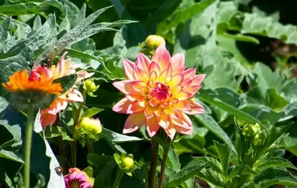 flower