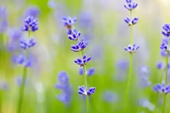flower and blurred background