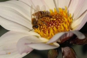 flower animal wasp leaf