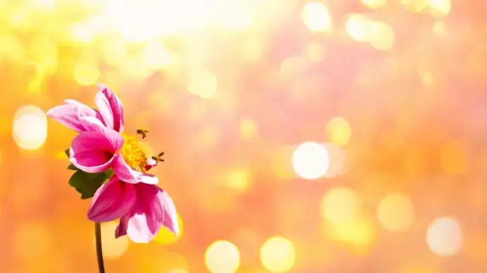 flower backdrop picture elegant bokeh