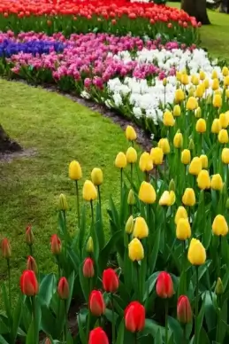 flower beds
