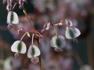 flower begonia white