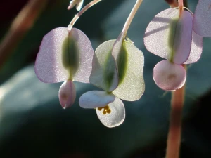 flower begonia white