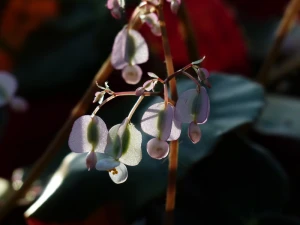 flower begonia white