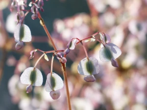 flower begonia white