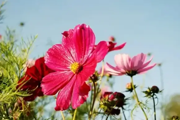 flower bouquet leaf
