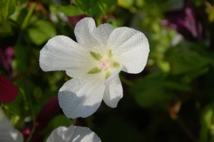 flower bouquet white