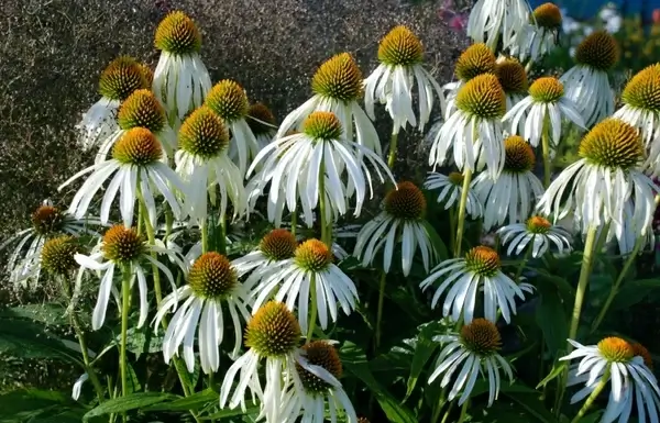 flower bouquet white