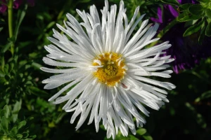 flower bouquet white  leaf nature