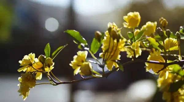 flower branch ukiah explore