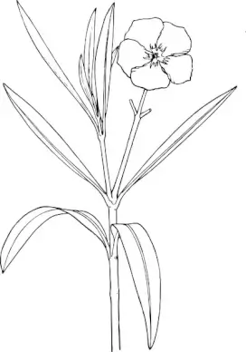 Flower Bush clip art