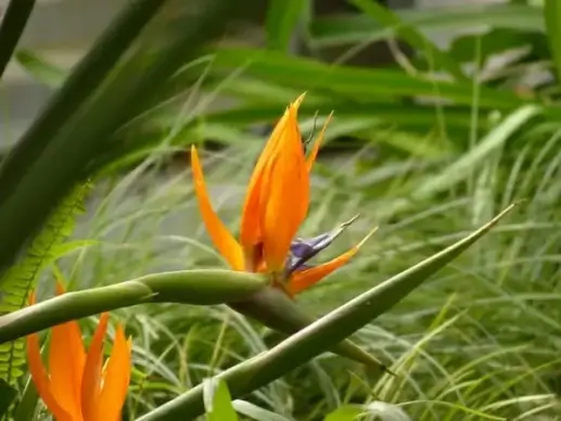 flower caudata exotic