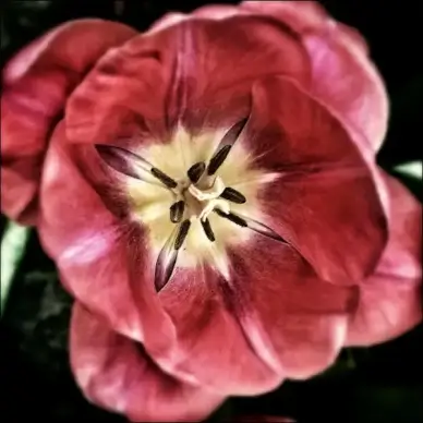 flower detail flora