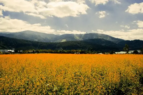 flower field landscape picture elegant blooming scene 