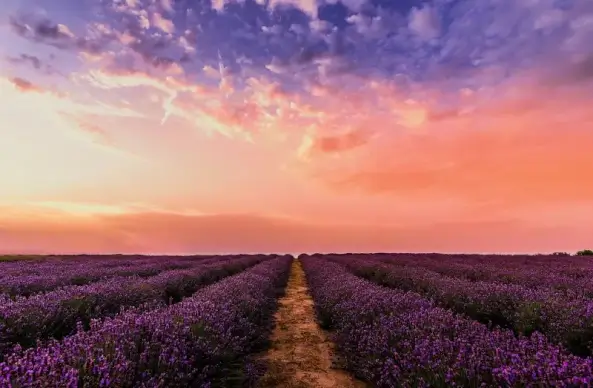 flower field scenery picture dark twilight scene 