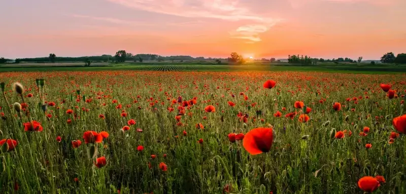 flower field scenery picture elegant blossom scene 