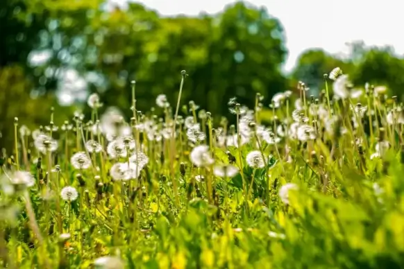 flower filed scenery picture elegant bright 