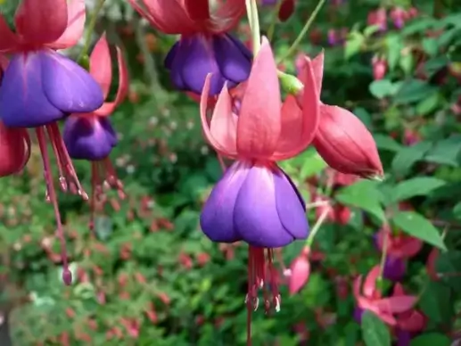 flower flowers plant