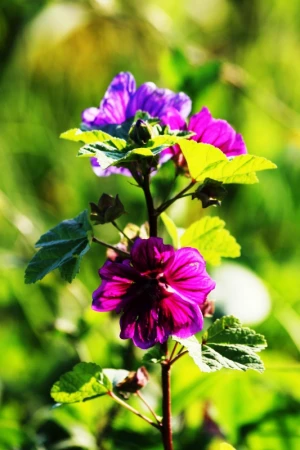 flower flowers purple flowers