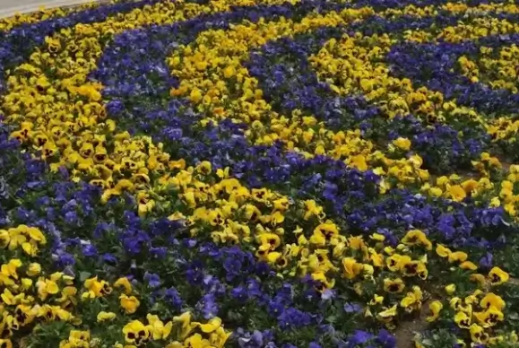 flower garden