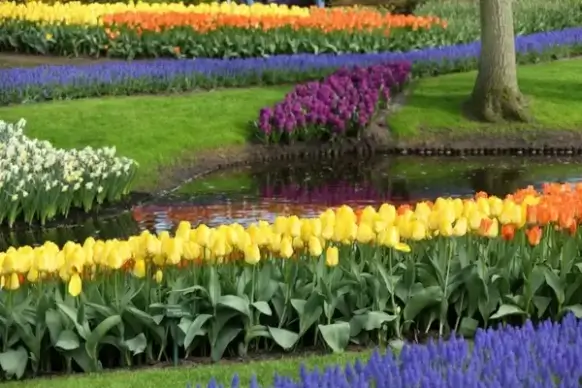 flower garden