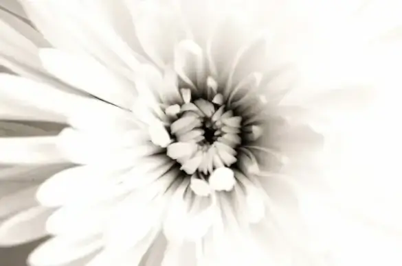 flower light effect