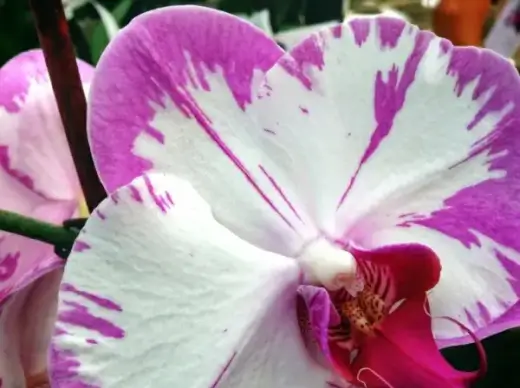 flower macro