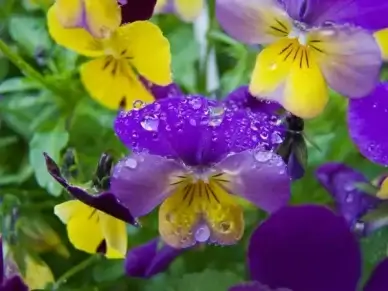 flower pansy drip