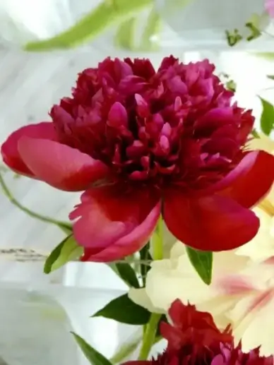 flower peony red