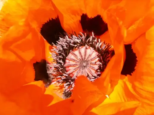 flower picture backdrop elegant closeup