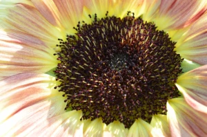 flower plant cup