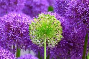flower plant flowers